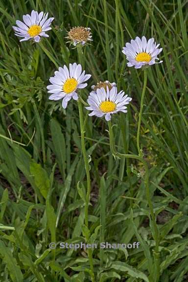 erigeron glacialis var glacialis 14 graphic